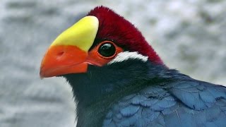 Violaceous Turaco - Violet Turaco - Exotic Birds