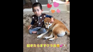 起きたらまず柴犬のところへ！