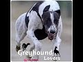 Grayhound lovers ... Maharashtra dog race