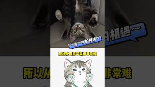 孕妇养猫会染上弓形虫吗