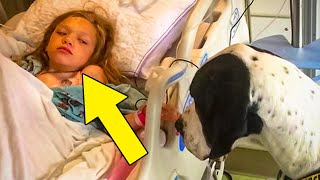 This Giant Dog Approaches A Little Girl’s Sickbed, And The Straps On His Back Reveal Why He’s There