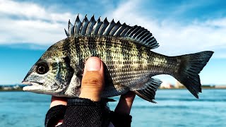 浜名湖のキスは大潮・小潮どっちが釣れる？