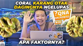 #QNA 28 BARENG OM PONTO - OPEN BRAIN CORAL