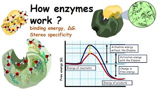 How enzymes work?( Lowering of Activation energy by enzymes and binding energy)