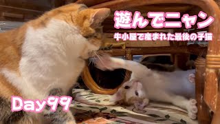 遊んでニャン パパ現る 牛小屋で産まれた最後の子猫 Day99   2024 12 19 1