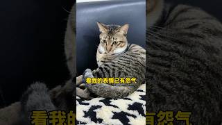 看我的表情已有怨气，给你个眼神自己体会🙄 #可爱猫咪 #可爱 #萌宠 #猫咪 #狸花猫 #猫咪的迷惑行为