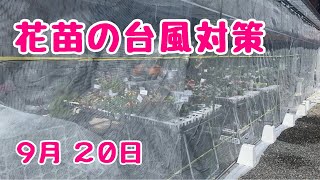 台風対策の防風ネットと #グリーンシャンデリア の水やり