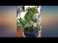 brussel s bonsai live fukien tea indoor bonsai tree 6 years old 6