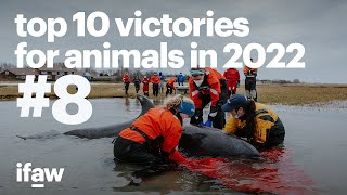 Top 10 Victories for Animals in 2022 | #8: Massive bottlenose dolphin returns to the ocean