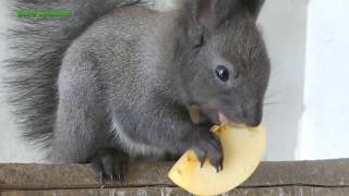 Japanese Squirrel (Sciurus lis) - Bird \u0026 Animal Center