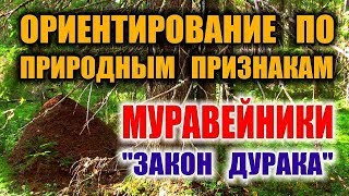 ОРИЕНТИРОВАНИЕ НА МЕСТНОСТИ ПО МУРАВЕЙНИКАМ Как определить север, способы ориентирования