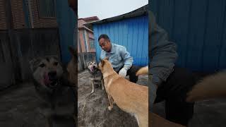 Chinese Pastoral Dog来自中国湖南的名犬：中华田园犬！它忠诚勇敢，是看家护院的好帮手。狗狗的日常记录