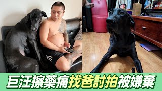 擦藥痛痛！巨汪擠爸身旁討拍　被嫌棄露無辜臉：秀秀我嘛～@吃瓜第一排teatime