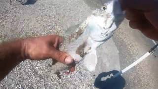 2nd Light Beach Redfish Patrick Air Force Base