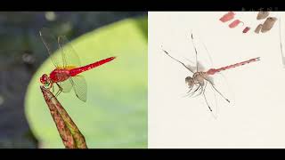 中國畫教學：蜻蜓預告片｜ Traditional Chinese Painting: Intro to Dragonfly  千竹書院 方嚴