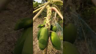 ଅମ୍ବୃତ ଭଣ୍ଡା ଚାଷ ||papaya farming  ||Alekha sahoo farming