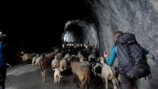 Spectacular Alpine Transhumance  - 300 sheep running narrow Derborence tunnels