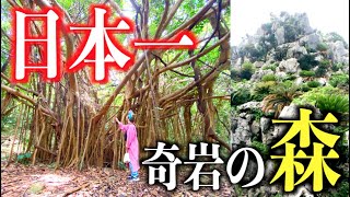 日本一のガジュマル！奇岩の森・大石林山トレッキング【沖縄旅行 観光 やんばる国立公園 雨天ok】vlog