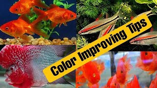 Simple Tips for maintaining Fish Color