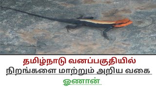 அரிய  வகை ஓணான் / rare species in tamilnadu / oriental garden Lizard /காட்டு விலங்குகள்/wild animal