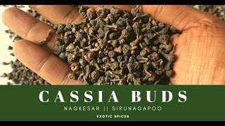 CASSIA BUDS || NAGKESAR || EXOTIC SPICE