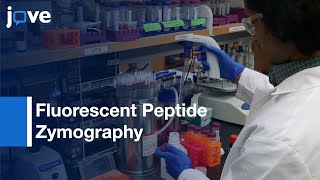 Fluorescent Peptide Zymography to Detect Protease Activity | Protocol Preview