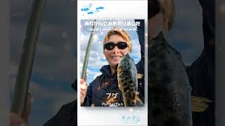 2024年12月4日あわかんでお魚釣りましたー♪IN淡路島