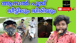 LOCAL VLOG_LV_ ആമ്പൽ പൂവ് വീട്ടിലും വിരിയും 🌼