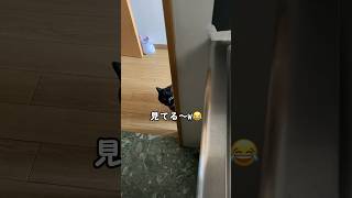 【煮干し待ち再び】 #猫のいる暮らし #cat #shortvideo #ねこ #shorts #黒猫