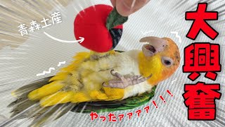 愛鳥へのおみやげを開封した結果‥こうなりましたw【シロハラインコ】