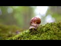 helix pomatia also roman snail burgundy snail rzura