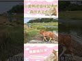 小黃鴨把貓咪當成了媽媽，畫面真的是太治愈了！ animals cat shorts