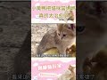 小黃鴨把貓咪當成了媽媽，畫面真的是太治愈了！ animals cat shorts