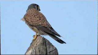 Common Kestrel