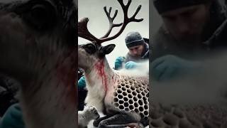 Rescuing an Injured Reindeer and Its Baby Covered in Honeycomb like Holes Incredible Arctic Animal