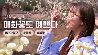 올해 처음 만난 하얗고 예쁜 매화🌺｜진안고원에 봄이 피다!