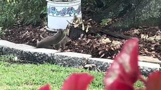 Squirrel Rumble