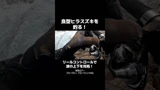 【ロックショア攻略】良型ヒラスズキがジャーキングでヒット！リールコントロールで対処し、釣る！ #釣り #fishing #ヒラスズキ