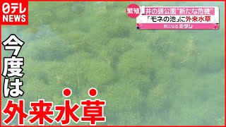 【井の頭公園】“モネの池”に新たな危機  外来魚は消えたけど…