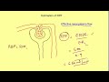 renal clearance gfr and renal plasma flow renal system physiology mbbs 1st year lecture