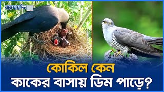 কোকিল কেন কাকের বাসায় ডিম পাড়ে? | Why Cuckoo Eject Egg Out Of Nest | Jaijaidin