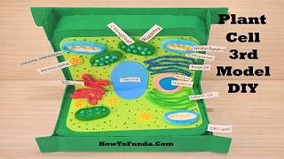 PLANT CELL model project using cardboard for science exhibition | 3d | DIY at home | howtofunda