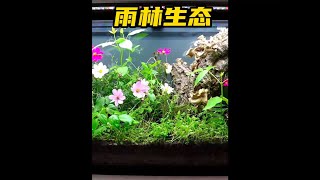 水箱變雨林，歷時100天，制造暴雨火災觀察物種生存演變#九塊九省錢攻略