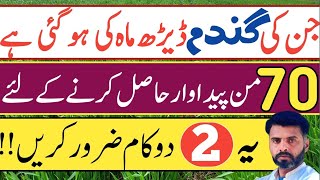 Instructions for Wheat crop of 1.5 month to get maximum yield || Farming Expert 786