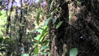 雲南省の南西部、无量山麓で野生のお茶を探索していたところ、野生のバニラを発見！