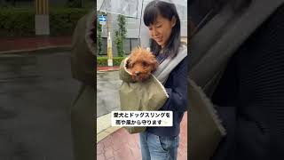 [ervadog]ボア・スリングブランケットの着せ方🐶