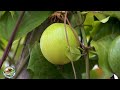 Kilimo cha zao la Passion (Passion fruits). Mboga na Matunda