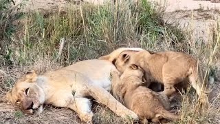 Tsalala Lioness feeding her cubs (Some Last Sightings before being Disappeared ) | 14 October 2024