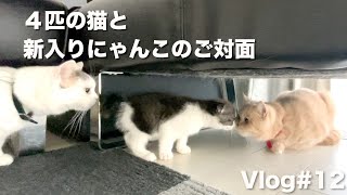 【Vlog】赤ちゃん猫が我が家にやってきた｜初めての対面｜先住猫の様子