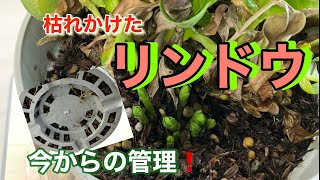 枯れかけたリンドウ！今からの管理！！